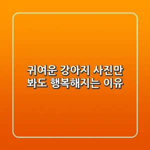 귀여운 강아지 사진만 봐도 행복해지는 이유